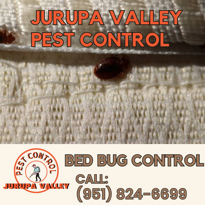 Comprehensive Bed Bug Control in Jurupa Valley | Jurupa Valley Pest Control