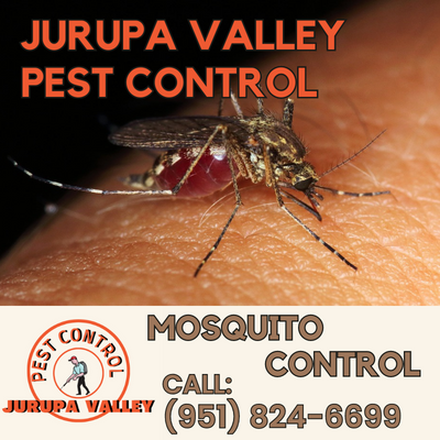 Expert Mosquito Control Services | Jurupa Valley Pest Control