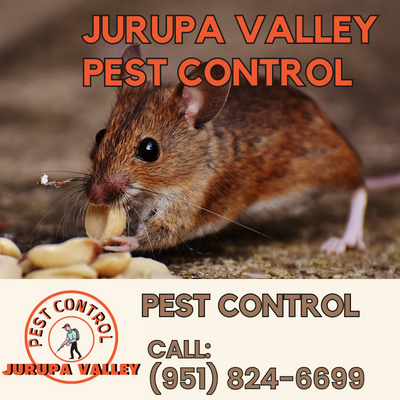 Comprehensive Pest Control Services | Jurupa Valley Pest Control