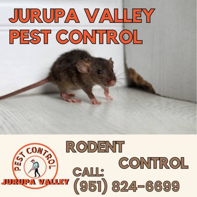 Your One-Stop Solution for Rodent Control: Jurupa Valley Pest Control