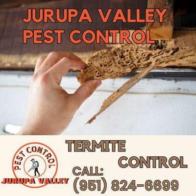 Effective Termite Control in Jurupa Valley 