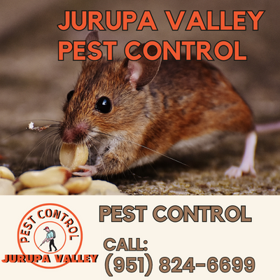 https://jurupavalleypestcontrol.com/pest-control.png